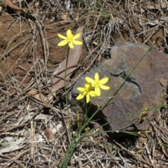 Tricoryne elatior (Yellow Rush Lily) at Mount Ainslie - 26 Dec 2014 by SilkeSma