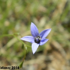 Wahlenbergia sp. (Bluebell) at Kambah, ACT - 30 Dec 2014 by RyuCallaway