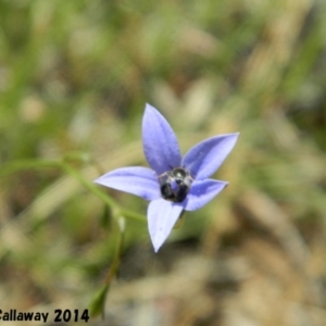 Wahlenbergia sp. at Kambah, ACT - 30 Dec 2014