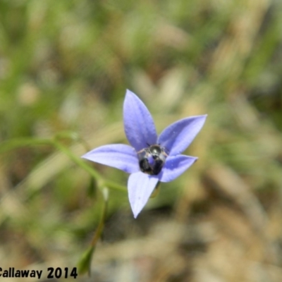 Wahlenbergia sp. (Bluebell) at Kambah, ACT - 30 Dec 2014 by ArcherCallaway