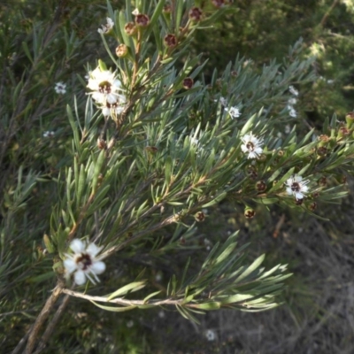 Kunzea ericoides (Burgan) at Campbell, ACT - 31 Dec 2014 by SilkeSma