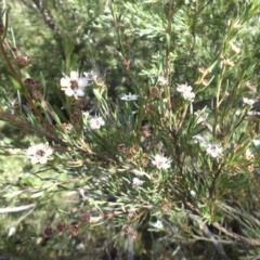 Kunzea ericoides at Campbell, ACT - 1 Jan 2015