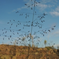 Eragrostis curvula at Greenway, ACT - 20 Nov 2014 07:26 PM