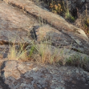 Eragrostis curvula at Greenway, ACT - 20 Nov 2014