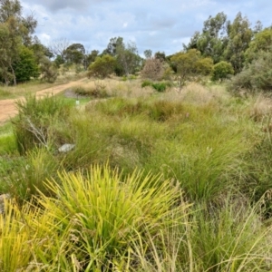 Xerochrysum viscosum at Fadden, ACT - 4 Jan 2015