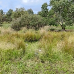 Xerochrysum viscosum at Fadden, ACT - 4 Jan 2015