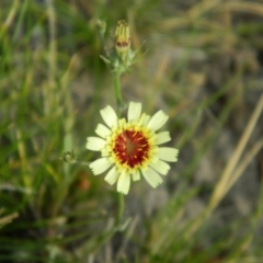 Tolpis barbata (Yellow Hawkweed) at Wanniassa Hill - 3 Jan 2015 by ArcherCallaway