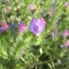 Echium plantagineum (Paterson's Curse) at Fadden, ACT - 3 Jan 2015 by RyuCallaway