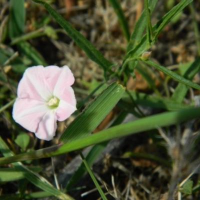 Convolvulus sp. (A Bindweed) at Fadden, ACT - 3 Jan 2015 by RyuCallaway