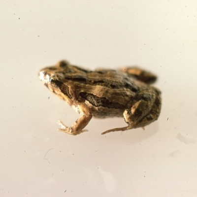 Crinia signifera (Common Eastern Froglet) at Durran Durra, NSW - 28 Jan 1976 by wombey