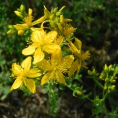 Hypericum perforatum (St John's Wort) at Wanniassa Hill - 3 Jan 2015 by RyuCallaway