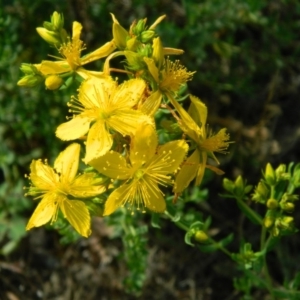 Hypericum perforatum at Fadden, ACT - 4 Jan 2015