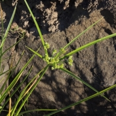 Cyperus eragrostis (Umbrella Sedge) at Pine Island to Point Hut - 2 Nov 2014 by MichaelBedingfield