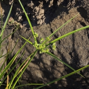 Cyperus eragrostis at Paddys River, ACT - 2 Nov 2014