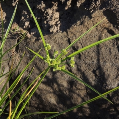 Cyperus eragrostis (Umbrella Sedge) at Paddys River, ACT - 2 Nov 2014 by michaelb