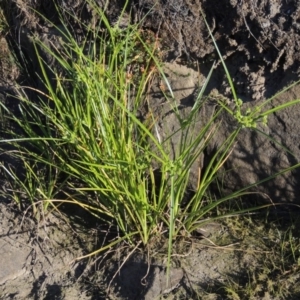 Cyperus eragrostis at Paddys River, ACT - 2 Nov 2014