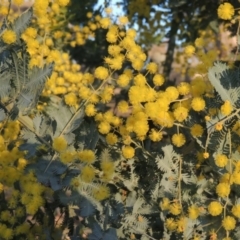 Acacia baileyana (Cootamundra Wattle, Golden Mimosa) at Chisholm, ACT - 4 Aug 2014 by MichaelBedingfield
