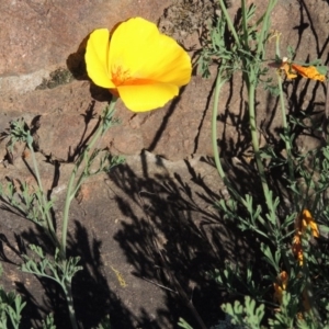 Eschscholzia californica at Paddys River, ACT - 5 Nov 2014 06:37 PM