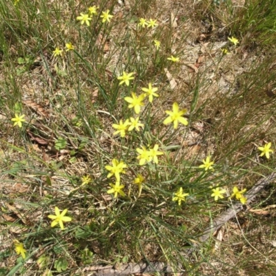 Tricoryne elatior (Yellow Rush Lily) at Mount Ainslie to Black Mountain - 17 Dec 2014 by TimYiu