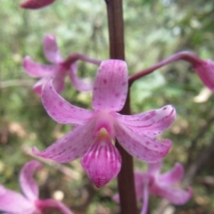 Dipodium roseum (Rosy Hyacinth Orchid) at Cotter River, ACT - 6 Jan 2015 by JoshMulvaney