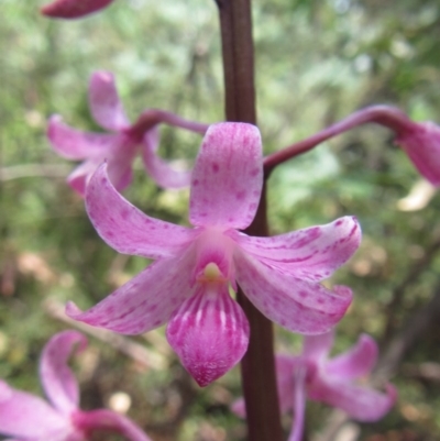 Dipodium roseum (Rosy Hyacinth Orchid) at Cotter River, ACT - 6 Jan 2015 by JoshMulvaney