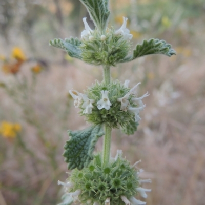 Marrubium vulgare (Horehound) at Paddys River, ACT - 22 Nov 2014 by michaelb