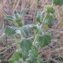 Marrubium vulgare at Paddys River, ACT - 22 Nov 2014 07:37 PM