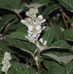 Rubus anglocandicans (Blackberry) at Point Hut to Tharwa - 22 Nov 2014 by michaelb