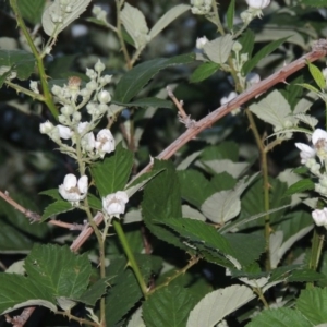 Rubus anglocandicans at Paddys River, ACT - 22 Nov 2014 08:16 PM