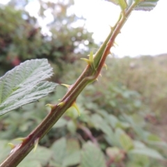 Rubus anglocandicans at Paddys River, ACT - 22 Nov 2014