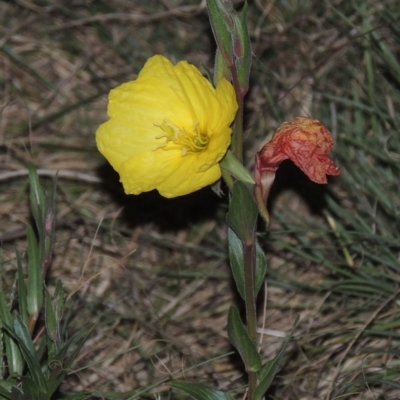 Oenothera stricta subsp. stricta (Common Evening Primrose) at Point Hut to Tharwa - 22 Nov 2014 by michaelb