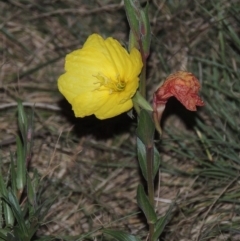 Oenothera stricta subsp. stricta (Common Evening Primrose) at Paddys River, ACT - 22 Nov 2014 by michaelb