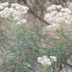 Cassinia longifolia (Shiny Cassinia, Cauliflower Bush) at Tennent, ACT - 23 Nov 2014 by MichaelBedingfield