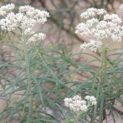 Cassinia longifolia (Shiny Cassinia, Cauliflower Bush) at Namadgi National Park - 23 Nov 2014 by MichaelBedingfield