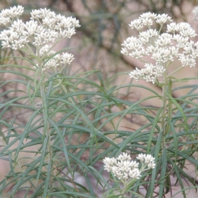 Cassinia longifolia (Shiny Cassinia, Cauliflower Bush) at Tennent, ACT - 23 Nov 2014 by michaelb