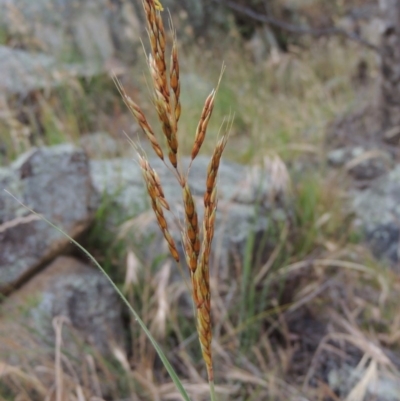 Sorghum leiocladum (Wild Sorghum) at Tennent, ACT - 23 Nov 2014 by MichaelBedingfield