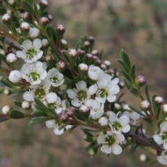 Kunzea ericoides (Burgan) at Tennent, ACT - 23 Nov 2014 by michaelb