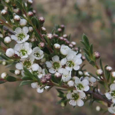 Kunzea ericoides (Burgan) at Tennent, ACT - 23 Nov 2014 by michaelb