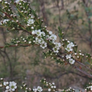 Kunzea ericoides at Tennent, ACT - 23 Nov 2014 07:26 PM