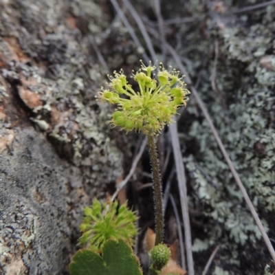 Hydrocotyle laxiflora (Stinking Pennywort) at Tennent, ACT - 23 Nov 2014 by MichaelBedingfield
