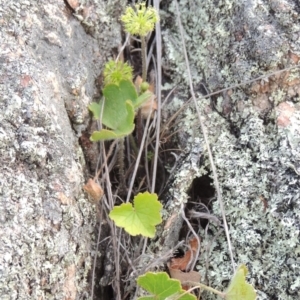 Hydrocotyle laxiflora at Tennent, ACT - 23 Nov 2014 07:34 PM