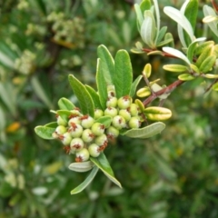 Pyracantha angustifolia (Firethorn, Orange Firethorn) at Fadden, ACT - 4 Jan 2015 by ArcherCallaway