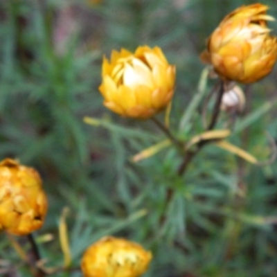 Xerochrysum viscosum (Sticky Everlasting) at Wanniassa Hill - 4 Jan 2015 by ArcherCallaway