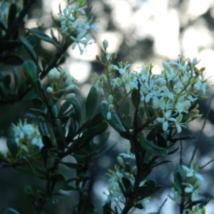 Bursaria spinosa subsp. lasiophylla at Fadden, ACT - 5 Jan 2015