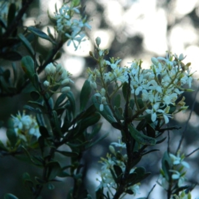 Bursaria spinosa subsp. lasiophylla (Australian Blackthorn) at Fadden, ACT - 4 Jan 2015 by RyuCallaway