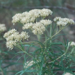 Cassinia aculeata subsp. aculeata at Fadden, ACT - 5 Jan 2015