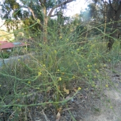 Hirschfeldia incana (Buchan Weed) at Fadden, ACT - 4 Jan 2015 by RyuCallaway