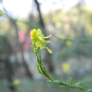 Hirschfeldia incana at Fadden, ACT - 5 Jan 2015