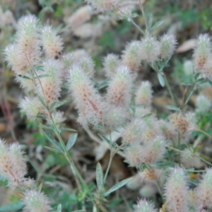 Trifolium arvense var. arvense at Fadden, ACT - 5 Jan 2015