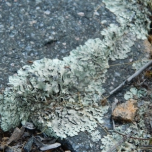 Xanthoparmelia sp. at Fadden, ACT - 5 Jan 2015